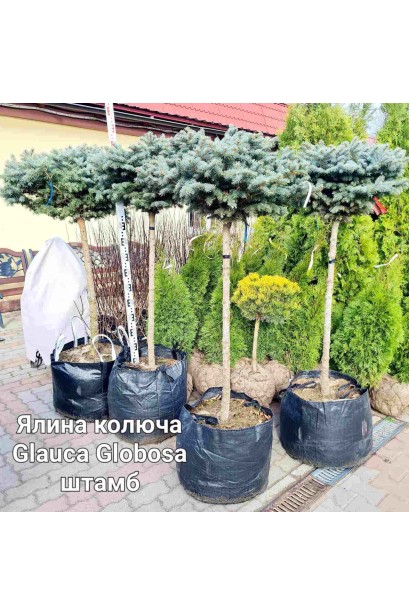 Ель колючая Глаука Глобоза (штамб)